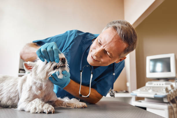 Best Broken or Chipped Tooth Repair in Manawa, WI